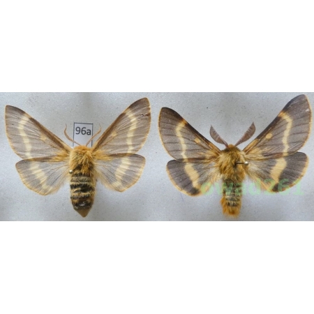 Lemonia dumi (Linnaeus, 1761) pair Czech96a